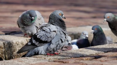 Odchyt přemnožených holubů proběhne v Žatci i letos