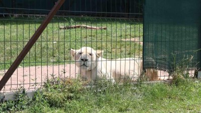 Na Lounsku policisté spolu s veterináři odebrali majiteli bílého lva! Hrozilo, že by mohl utéct
