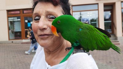 ZAJÍMAVOST OD SOUSEDŮ: Paní Ivanu doprovází na procházkách Litvínovem nádherný papoušek Matýsek a spokojeně jí sedí na rameni
