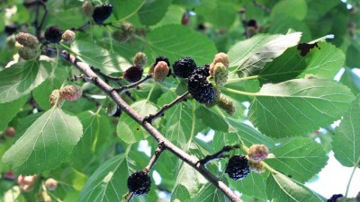 Skr&yacute;v&aacute; se vz&aacute;cn&yacute; poklad v na&scaron;em kraji? Moru&scaron;e čern&aacute; se dož&iacute;v&aacute; stovky let