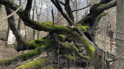 Žeberská lípa už nikdy neobrazí. Tento přírodní klenot Chomutovska před dvěma roky uschl.