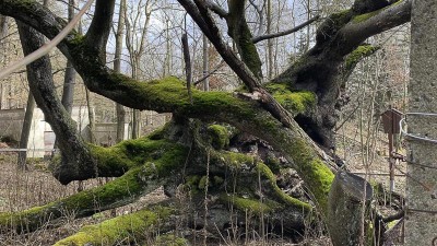FOTO: Devět set let starý strom na úbočí