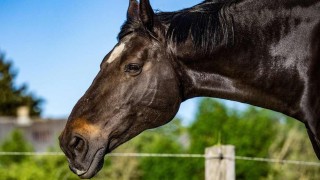 Ilustrační foto: Pixabay / CC0