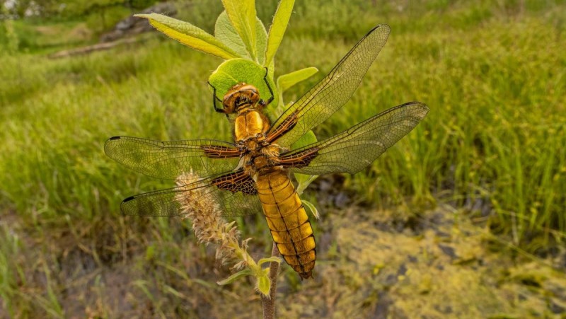 Hlavn&iacute;mi tv&aacute;řemi kampaně &bdquo;Wetlands for Life&ldquo; jsou plameň&aacute;k a v&aacute;žka. Na sn&iacute;mku je v&aacute;žka plosk&aacute;. Foto: V&iacute;t Luk&aacute;&scaron;/Zoopark Chomutov