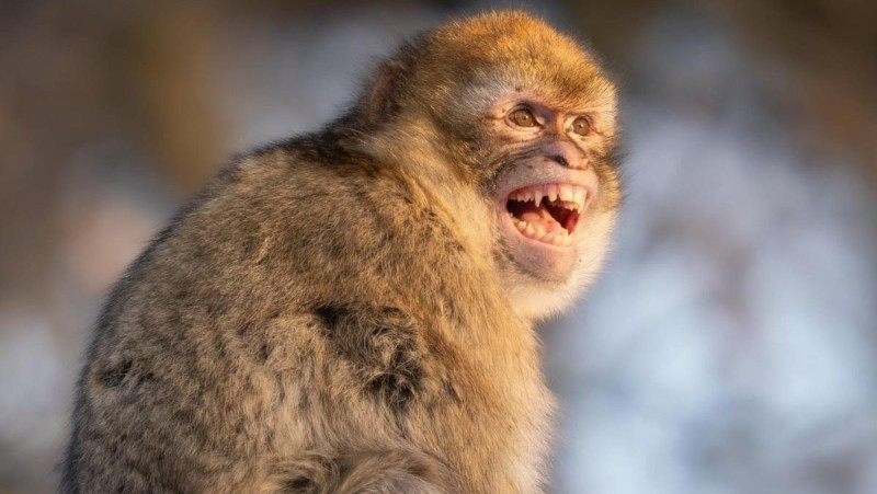 Foto: Zoopark Chomutov/V&iacute;t Luk&aacute;&scaron;