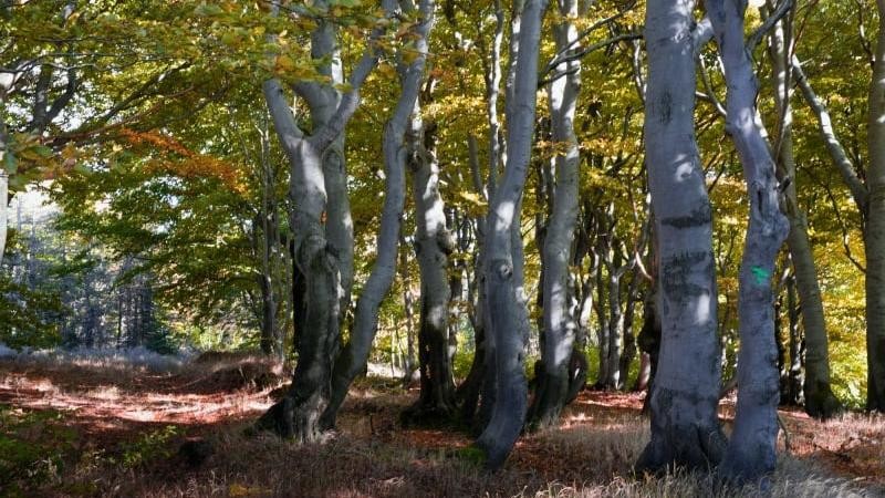 V části bukových lesů v Krušných horách vyhlásila Rada Ústeckého kraje přírodní rezervaci. Ilustrační foto: Alena Pavlíková