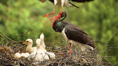 Pla&scaron;&iacute; č&aacute;pi čern&iacute; na skaln&iacute;m hn&iacute;zdě v Česk&eacute;m &Scaron;v&yacute;carsku. Při vyru&scaron;en&iacute; nemohou zahř&iacute;vat vaj&iacute;čka, chr&aacute;nit sv&aacute; ml&aacute;ďata před chladem nebo pred&aacute;tory, nebo je nakrmit. Foto: V&aacute;clav Sojka