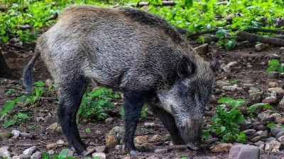 V okol&iacute; Loun bude prob&iacute;hat nah&aacute;ňka, nevstupujte do lesů a na pole