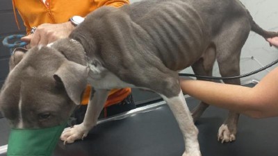 Policie v Žatci vyšetřuje týrání psa, zvíře muselo být utraceno