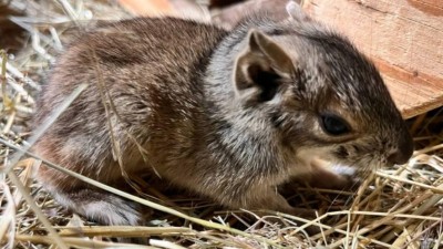 V ústecké zoo se narodilo první mládě letošního roku! Je jím moko skalní