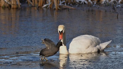 Na jezeře Most potvrdili ptač&iacute; chřipku. Uhynulou labuť vylovili str&aacute;žn&iacute;ci