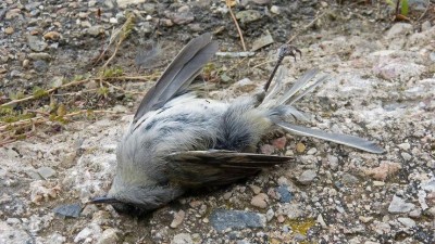 PTAČÍ CHŘIPKA: Státní veterinární správa informuje o hromadném úhynu ptáků v Ústeckém kraji