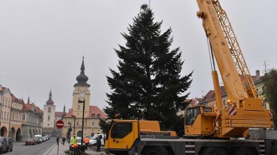 Žatec už má vánoční stromy! Letos jsou z Deštnice a z místní části Velichova