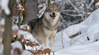 Ilustračn&iacute; sn&iacute;mek: AOPK/Jaroslav Vogeltanz