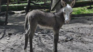 Zoo má nový přírůstek! Jmenuje se Vlastička a nosí bílé ponožky
