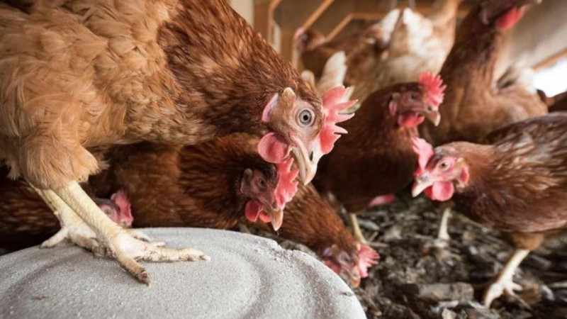 Ilustračn&iacute; foto: Pixabay / CC0