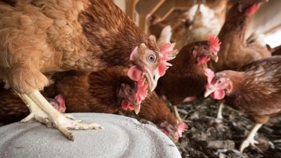 Veterin&aacute;ři potvrdili v&yacute;skyt nebezpečn&eacute; n&aacute;kazy drůbeže v &Uacute;steck&eacute;m kraji, zav&aacute;d&iacute; mimoř&aacute;dn&aacute; opatřen&iacute;