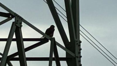 Mladým sokolům Karlovi s Mírou se daří