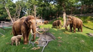 Vědcům se podařilo "sm&iacute;chat" genetickou informaci z kostern&iacute;ch pozůstatků mamutů nalezen&yacute;ch v &Uacute;st&iacute; nad Labem s běžn&yacute;m slonem. Utajovan&eacute; prvn&iacute; ml&aacute;dě je již na světě. Ilustračn&iacute; foto vytvořeno pomoc&iacute; AI