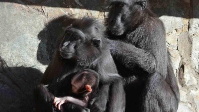 Je to kluk! Zoo Děčín hlásí přírůstek u makaků chocholatých