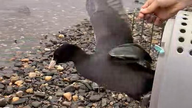 Reprofoto video: ZS Falco