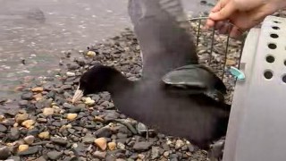 Reprofoto video: ZS Falco