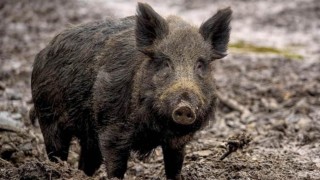 Ilustračn&iacute; sn&iacute;mek. Zdroj: Pixabay / CC0