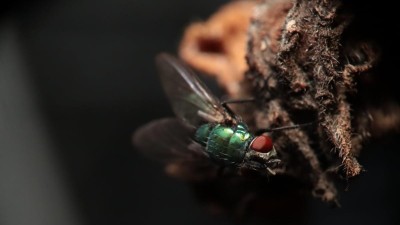 Když mouchy odhaluj&iacute; vrahy: Fascinuj&iacute;c&iacute; pohled do světa forenzn&iacute; entomologie