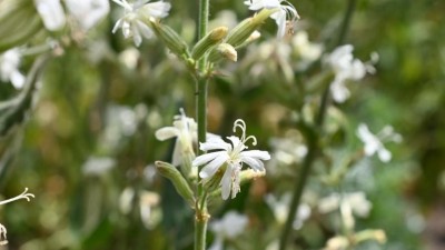 Unik&aacute;tn&iacute; z&aacute;chrann&aacute; mise: Na Lounsku ož&iacute;v&aacute; kriticky ohrožen&aacute; rostlina