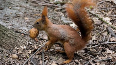 Zoo shání ořechy pro zvířata a prosí o pomoc! Letošní jarní mrazy způsobily malou úrodu a zásoby se tenčí