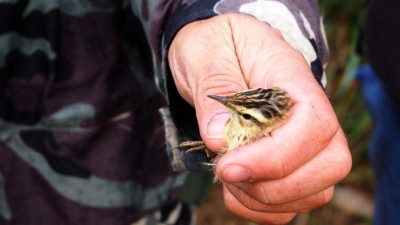 Během Festivalu ptactva na Žatecku bylo okroužkováno 56 ptáků