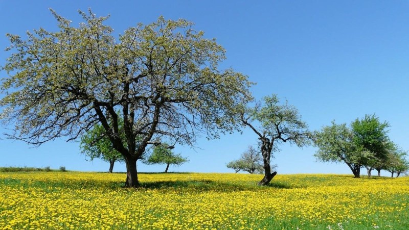 Ilustrační foto: Pixabay / CC0