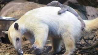 Mládě s matkou. Zdroj foto: Zoologická zahrada v Ústí nad Labem