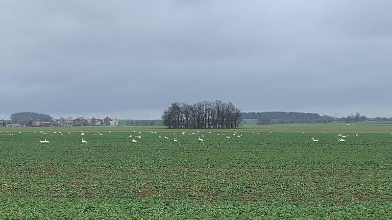 Pole u Nechranick&eacute; přehrady. Foto: Jitka F&aacute;rov&aacute;