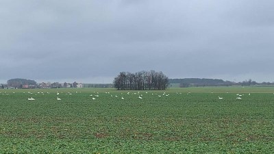 Pole u Nechranic zbělela: Des&iacute;tky labut&iacute; vyměnily vodu za hostinu na sou&scaron;i