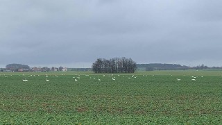 Pole u Nechranick&eacute; přehrady. Foto: Jitka F&aacute;rov&aacute;