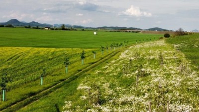 Alej ke kapličce soutěží mezi projekty ochraňující klima