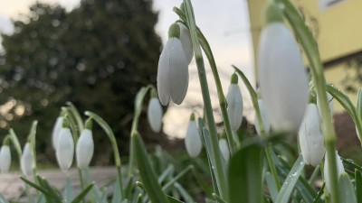 Sněženky - jedni v prvních poslů jara už květou. Foto: Jitka Fárová
