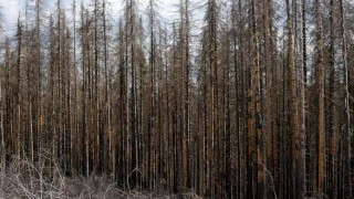 Zvyšující se průměrná teplota ovlivňuje i zdraví lesů, má např. vliv na kůrovcovou kalamitu. Ilustrační foto