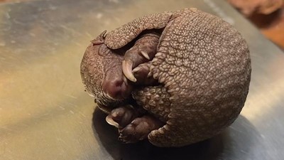 Reprofoto video: FCB Zoo &Uacute;st&iacute; nad Labem