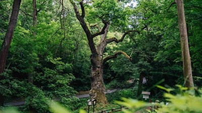 Tis&iacute;cilet&yacute; svědek z Peruce bojuje o titul Evropsk&yacute; strom roku. Pomozte Oldřichovu dubu zv&iacute;tězit!