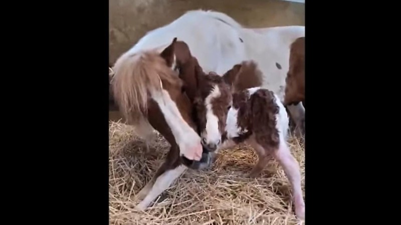 Klisna Odeta se o hříbátko hned po porodu láskyplně starala. Jak se bude klisnička jmenovat? Reprofoto z videa: Zoopark Chomutov / Jindřiška Ostapiv