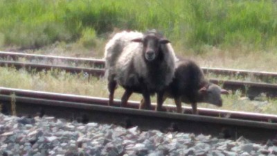 FOTO: Ovce s jehnětem se už několik týdnů nebezpečně pohybuje v Žatci u železniční trati. Lidé o zvířata mají strach