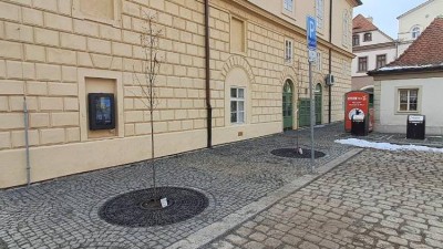 Z podzemních sestav za radnicí už rostou dva mladé stromy