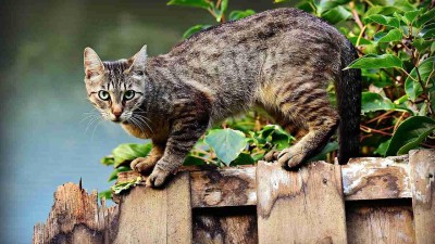 Louny chtějí regulovat počty toulavých koček ve městě