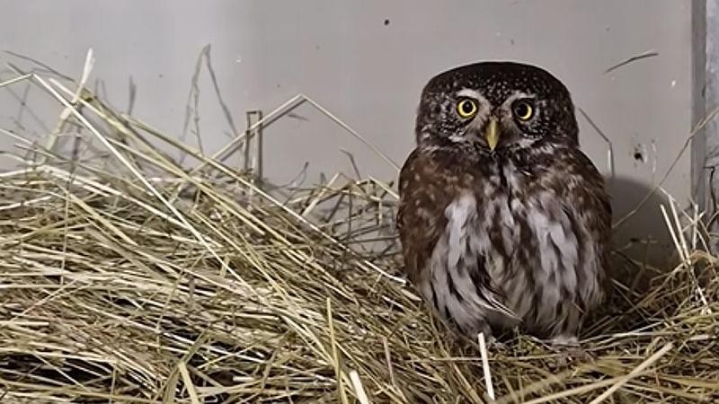 Reprofoto video: ZS Falco