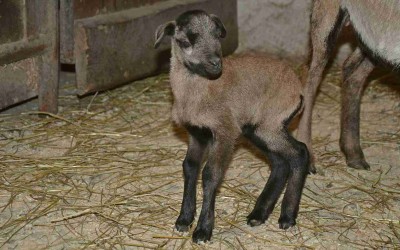 Foto: Zoo Děčín