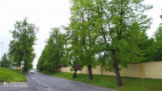 V Lounech bude dočasně uzavřena ulice Rakovnická, bude tam probíhat ošetření lipového stromořadí. Foto: MÚ Louny