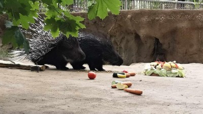 VIDEO: V zooparku mají přestavěný výběh pro dikobrazy. Lidé budou moci tyto hlodavce i krmit