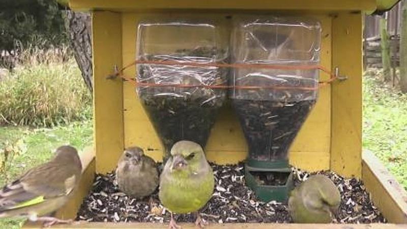 Krmítka jsou výborným místem k pozorování ptáků, ale jejich koncentrace na jednom místě je také ideální k přenosu nákazy. Foto: Pavel Mezulian, avif.birds.cz.